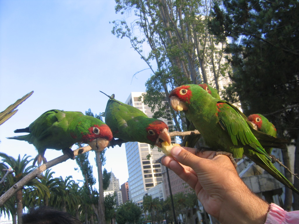 San Francisco Telegraph Hill Wild Parrots Walking Tour 2018